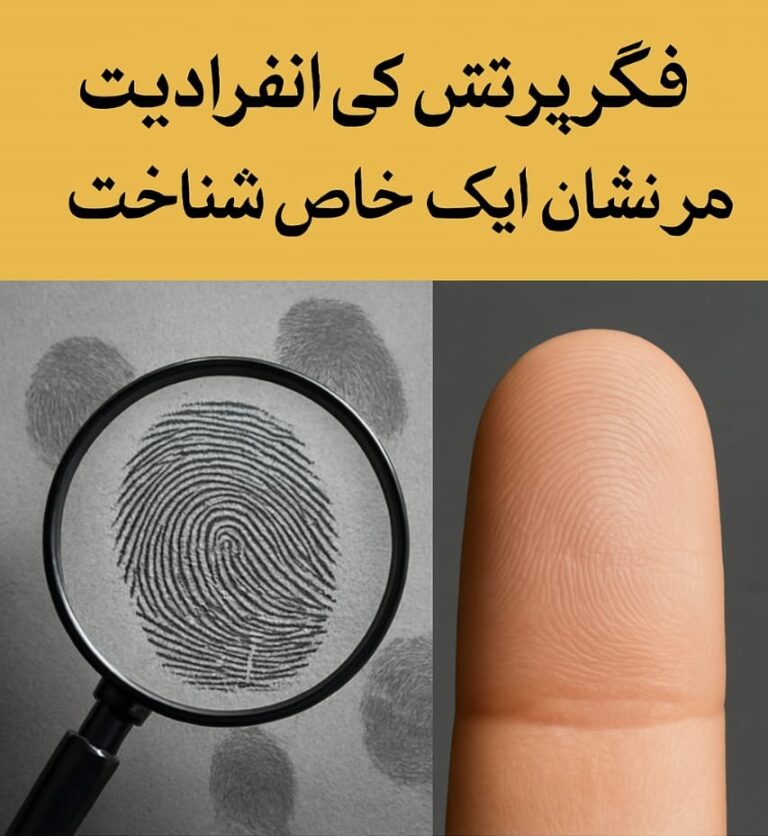 WhatsApp Image 2025-03-30 at 6.12.35 PM